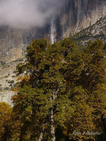 20091027_wildLink_Oct09_0280.JPG - Yosemite Falls apparently watering the trees.