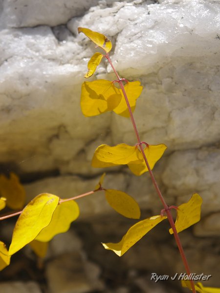 20090927_wildlink_0142.JPG