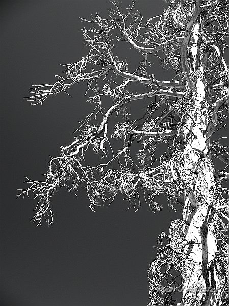20090927_wildlink_0163.JPG - I especially like snags in black & white.