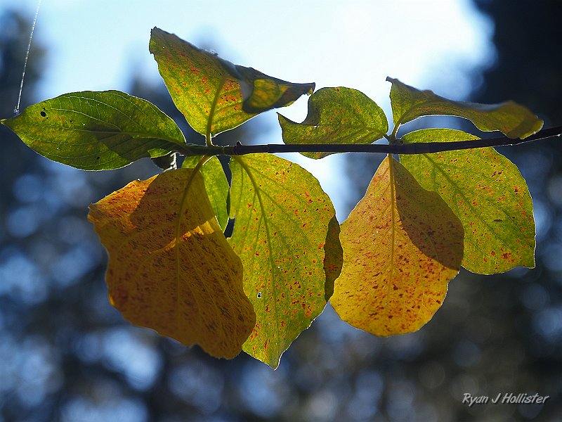 20090928_wildlink_0084.JPG - Dogwood.