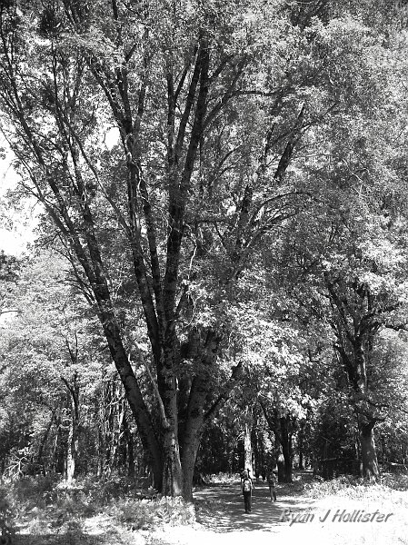 20090928_wildlink_0090.JPG - This oak was massive, and I somehow have never noticed it before.