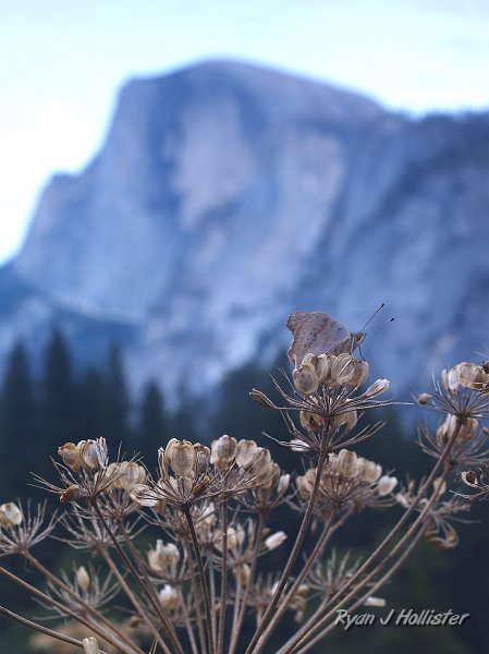 20090928_wildlink_0120.JPG - Bunny found a great butterfly willing to add some scale to the landscape.