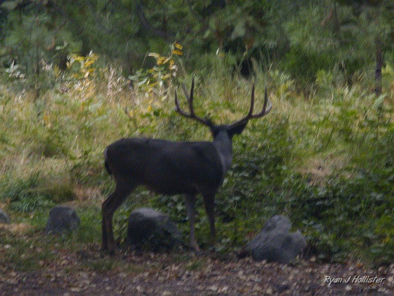 20090929_wildlink_0003.JPG - And here's a very blurry image of a large buck eating the apples in the Curry Village Parking lot.