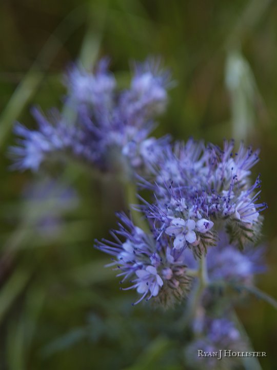 _4027578.JPG - Phacelia