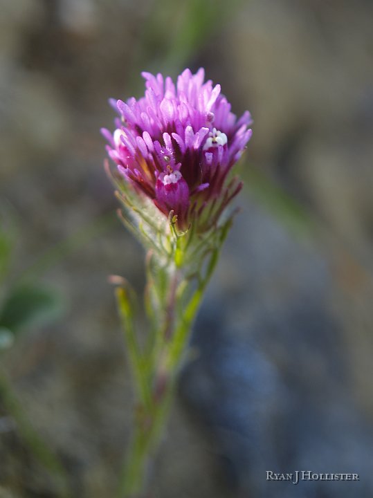 _4027583.JPG - Owl's clover.