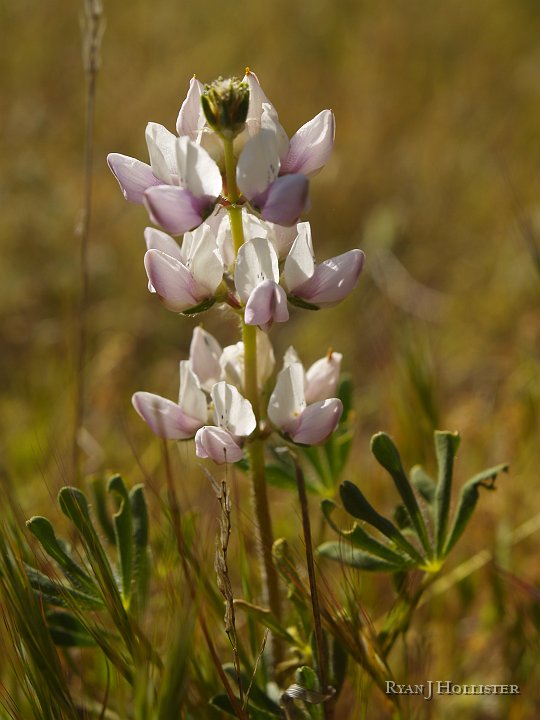 _4027587.JPG - Whirl Lupine