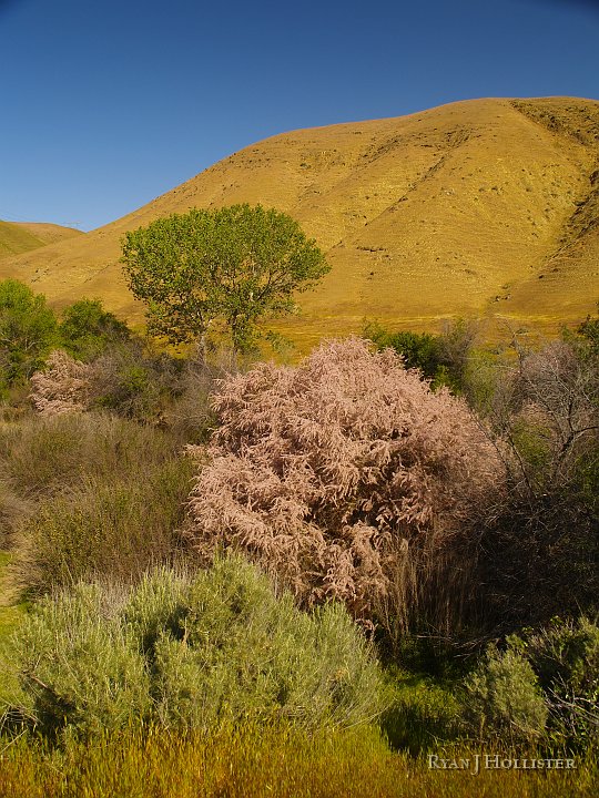 _4027602.JPG - More Tamarix in bloom.  They're beautiful, but non-native & drink HUNDREDS of gallons of water per day.