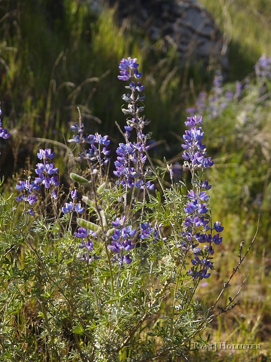 _4027617.JPG - Lupine.