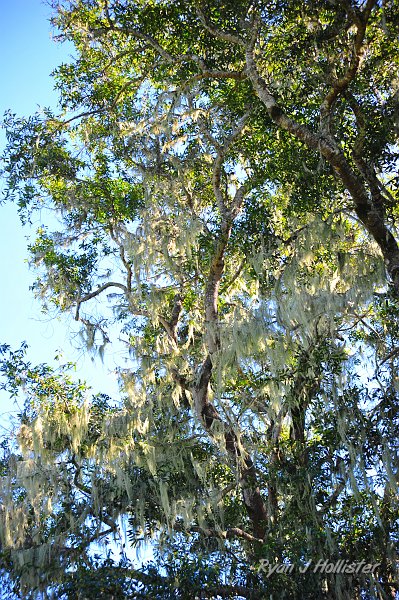 RJH_0582.JPG - The danglies are lichen: A symbiotic relationship between fungus & algae.