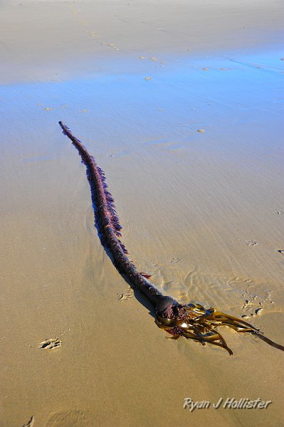 RJH_0662.JPG - That's bull... kelp, that is. It's an algae that grows off the coast and provides immense habbitats for all sorts of sea critters.
