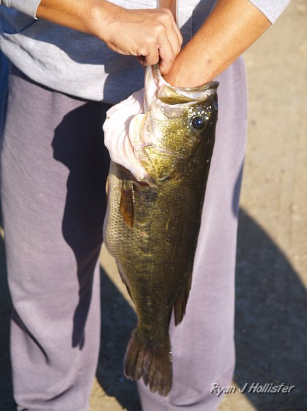 mendota_wildLink_111409_0983.JPG - That's a largemouth bass, alright.