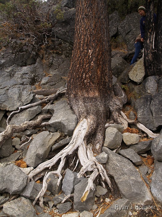 _B085498.JPG - Bio-mechanical weathering!  Roots growing in the granite broke the rocks apart.