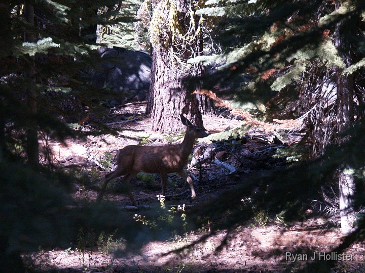 _9214994.JPG - We always see deer on the way down to Taft Point