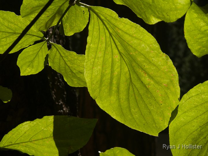 _9225094.JPG - The following are a series of dogwood leaf shots.