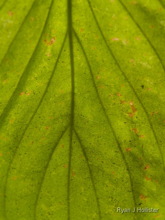 _9225099.JPG - Dogwood leaf.