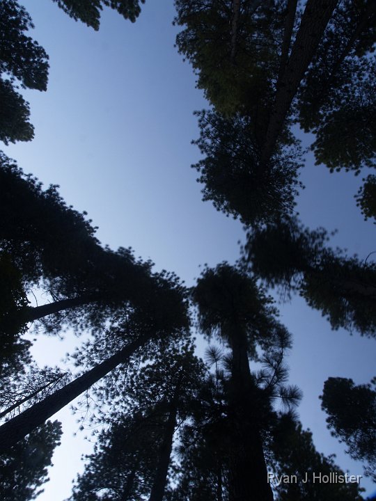 _9225118.JPG - here's the second shot of the swaying trees.