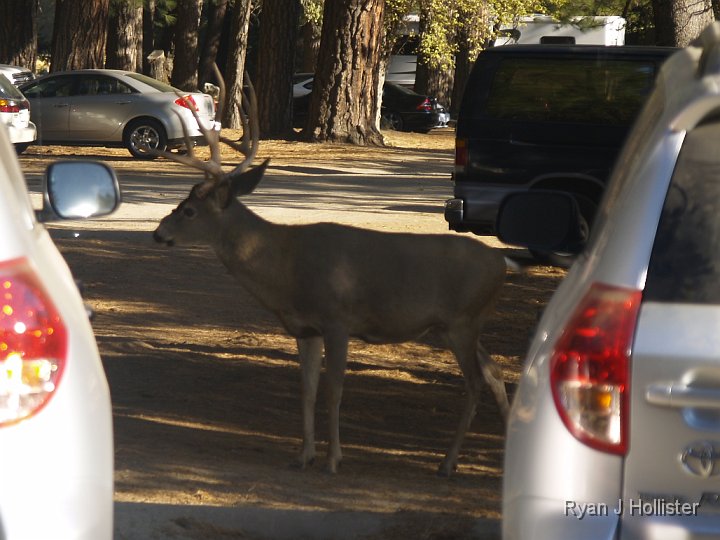 _9235173.JPG - I had to pass the buck before I left.