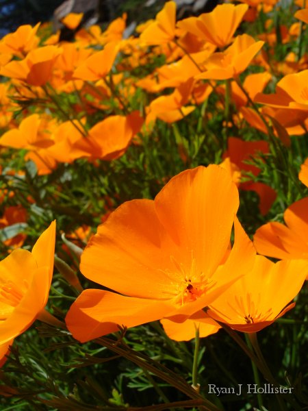 SanJoaquinEtAl01.jpg - Poppy - HWY 49 near Bear Valley.