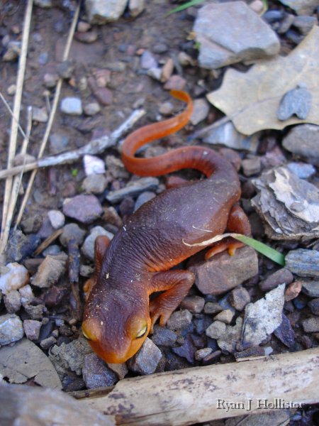 SanJoaquinEtAl02.jpg - California Newt (Taricha torosa) - Indian Creek, near Groveland along Tuolumne.