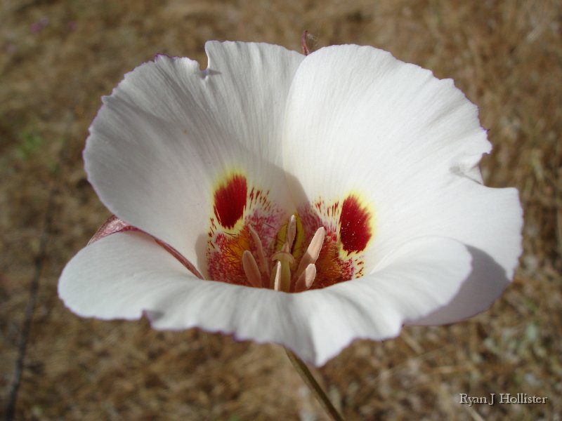 SanJoaquinEtAl03.jpg - Mariposa Lily - Don Pedro, CA.