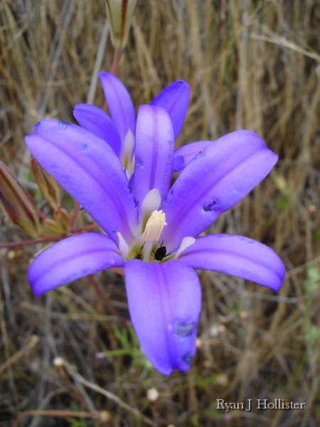 SanJoaquinEtAl04.jpg - Harvest Brodiaea - Don Pedro, CA.