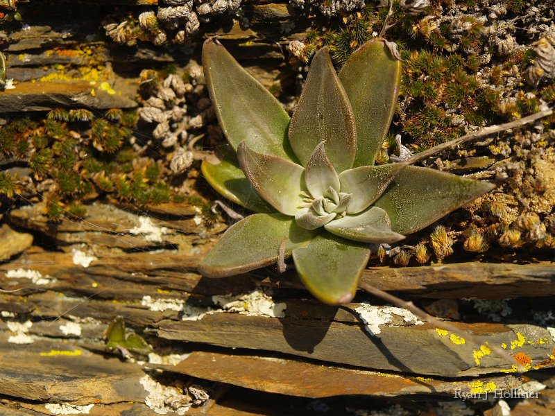 SanJoaquinEtAl15.JPG - Succulent on metamorphic rocks on Indian Creek trail along Tuolumne River.