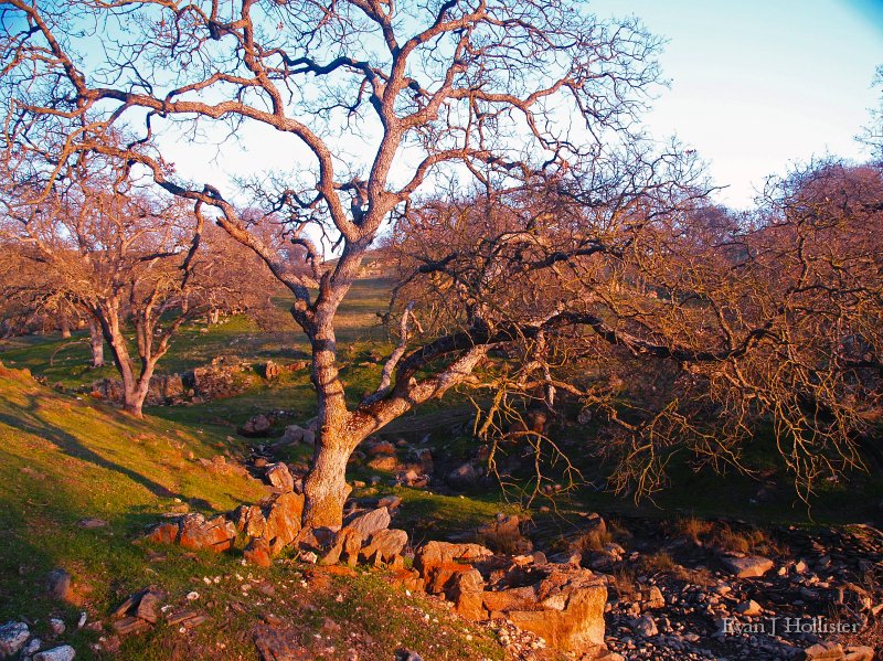 SanJoaquinEtAl17.JPG - Large oak at sunset near McSwain Reservoir, Merced River.