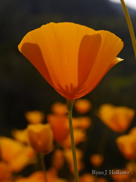 SanJoaquinEtAl21.JPG - Poppies near Bagby, CA.  Merced River Canyon.