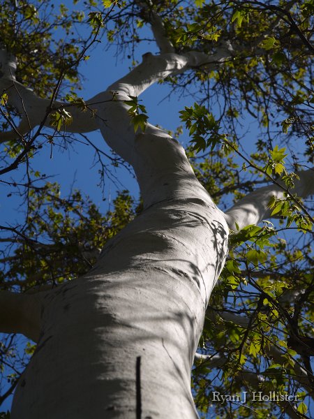 SanJoaquinEtAl31.JPG - Sycamore tree in largest grove of sycamores in California.  Los Banos Creek, CA.