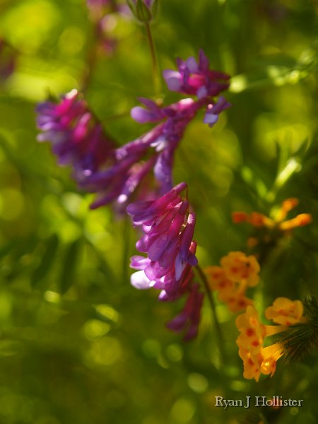SanJoaquinEtAl32.JPG - Winter Vetch and Fiddleneck.