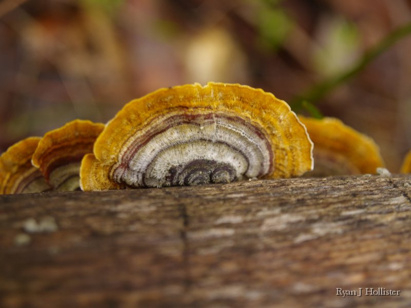 SanJoaquinEtAl38.JPG - A fungus among us. Indian Creek near Groveland.