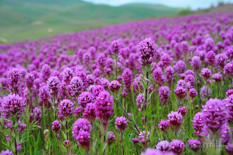 SanJoaquinEtAl44.JPG - Owls Clover.  Carrizo Plain.