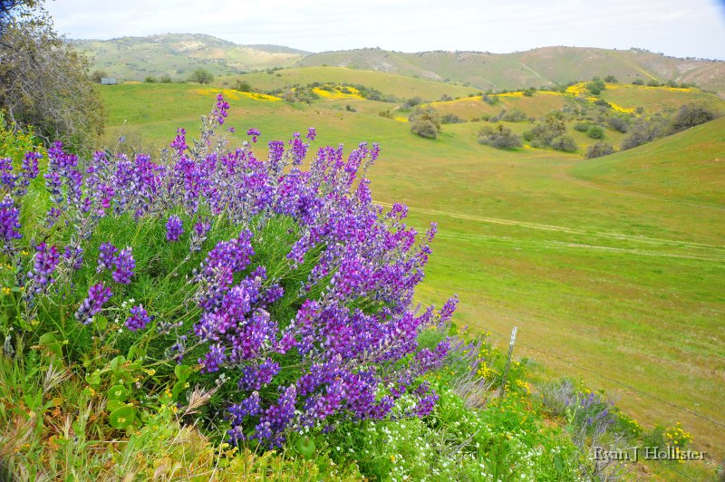 SanJoaquinEtAl45.JPG - Lupine near Carrizo Plain.