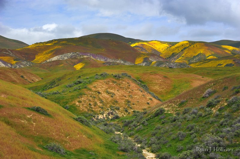 SanJoaquinEtAl48.JPG - Carrizo, CA.