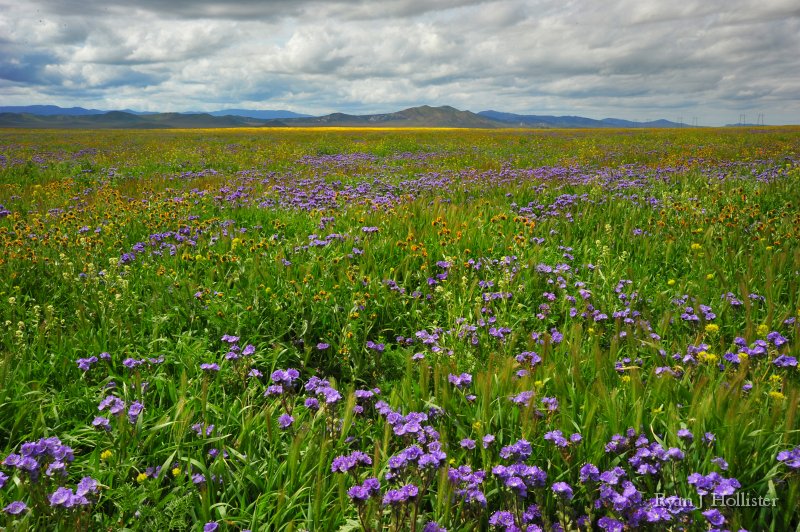 SanJoaquinEtAl49.JPG - Carrizo, CA.