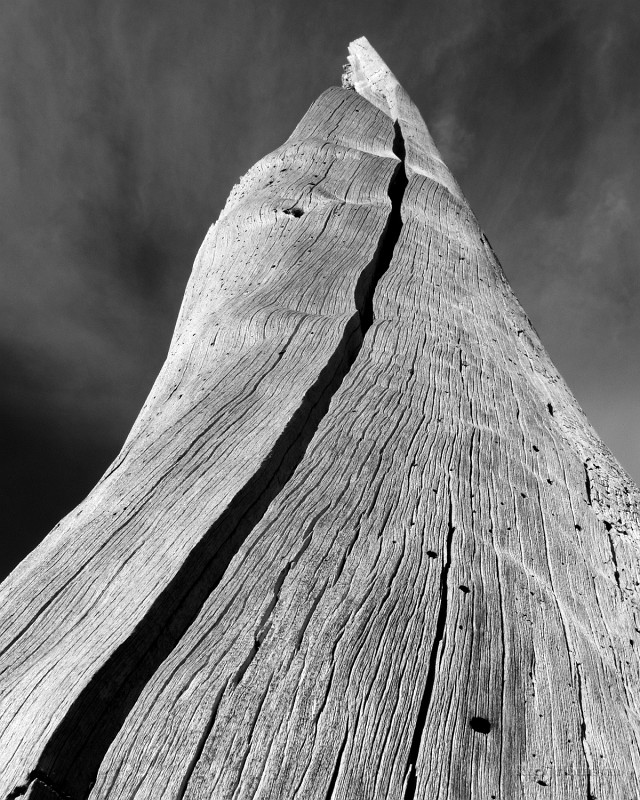 snag_bw.jpg - Snag.  Sierra Nevadas, California. 16 X 20