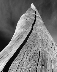 snag_bw