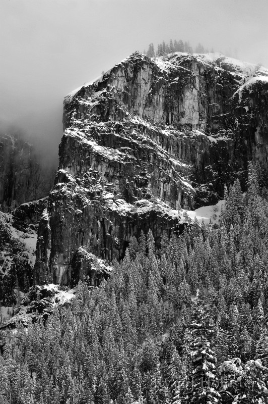 wintertrees.jpg - 8 Winter Trees near Artist Point - Yosemite.