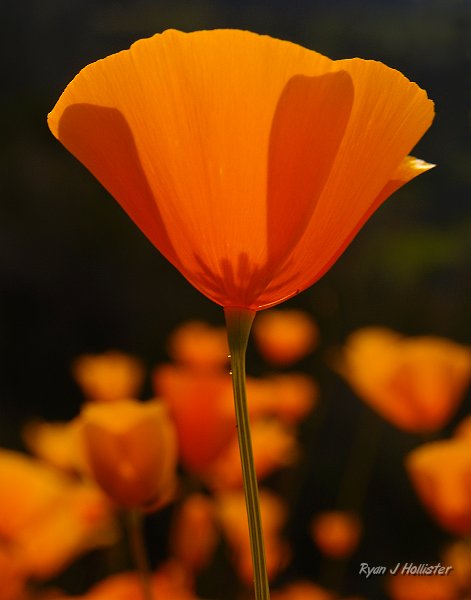 _3147154.JPG - Poppy - HWY 49 near Merced River Canyon.