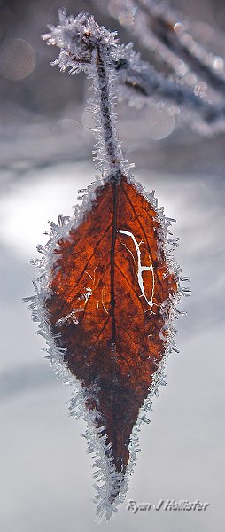 hoarfrost.jpg - Hoarfrost - Mirror Lake, Yosemite.