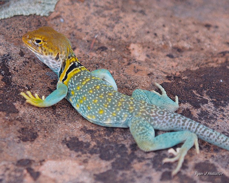 lizard.jpg - Collared lizard -Colorado National Monument