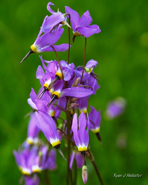 shooting_stars.jpg - Shooting stars -Bell Creek, Emigrant Wilderness.