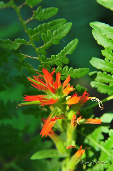 RJH_5307.JPG - Paintbrush.