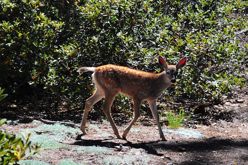 RJH_5533.JPG - Bambi
