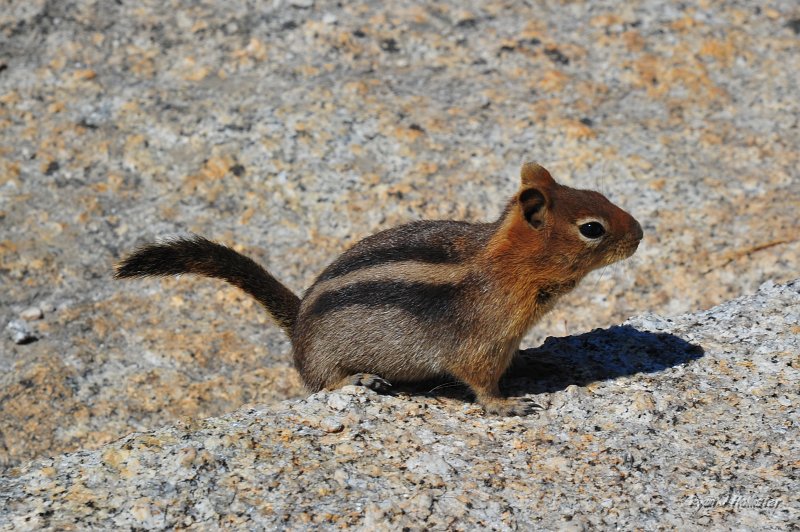 RJH_5537.JPG - Hi, I'm cute.