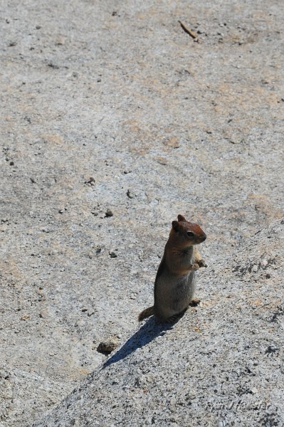 RJH_5539.JPG - Please give me your food.