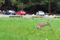 RJH 0461