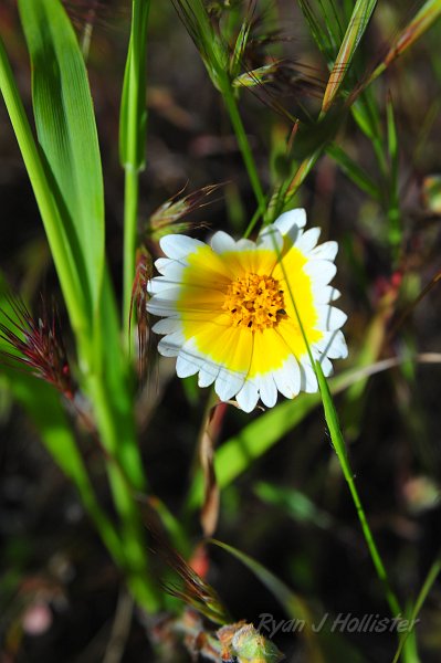 RJH_1768.JPG - Tidy Tip