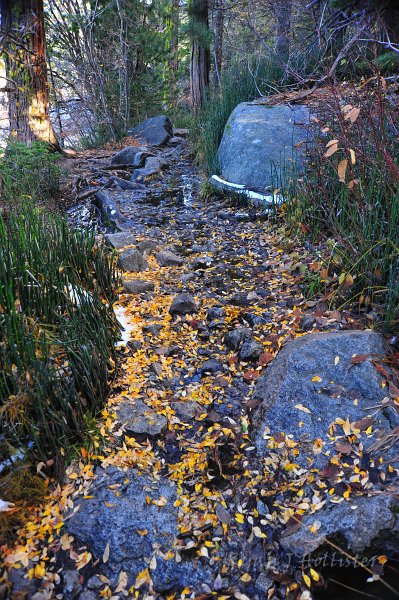 RJH_6523.JPG - Horsetails and yellow leaves along a wet trail make for an interesting color scheme.