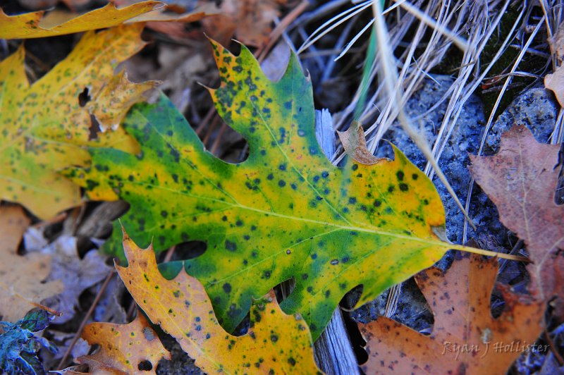 RJH_6564.JPG - A wee bit out of focus, but still pretty.